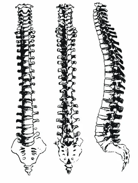 Hand Drawn Spinal Segments — Stock Vector