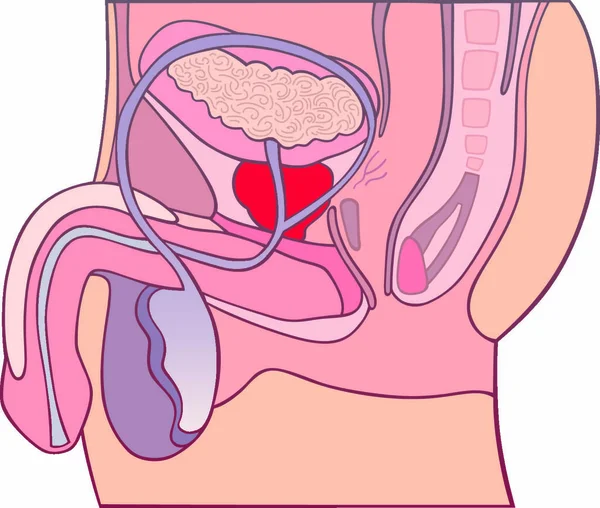 Ilustración Sección Transversal Glándula Prostática — Vector de stock