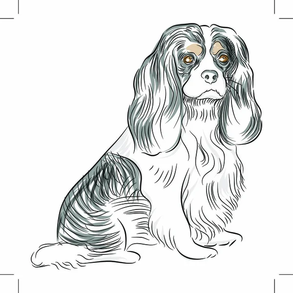 Uma Imagem Cavaleiro Rei Charles Spaniel Cão Desenho — Vetor de Stock