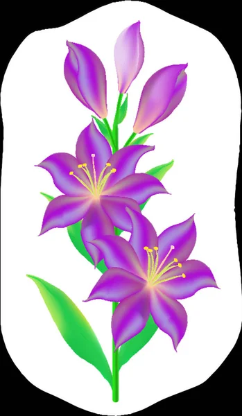 Lys Violet Signe Illustration Graphique — Image vectorielle
