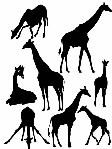 Set Van Silhouetten Van Giraffe — Stockvector