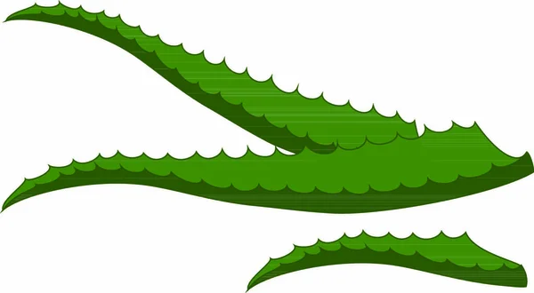 Folhas Uma Fábrica Aloe Vera — Vetor de Stock