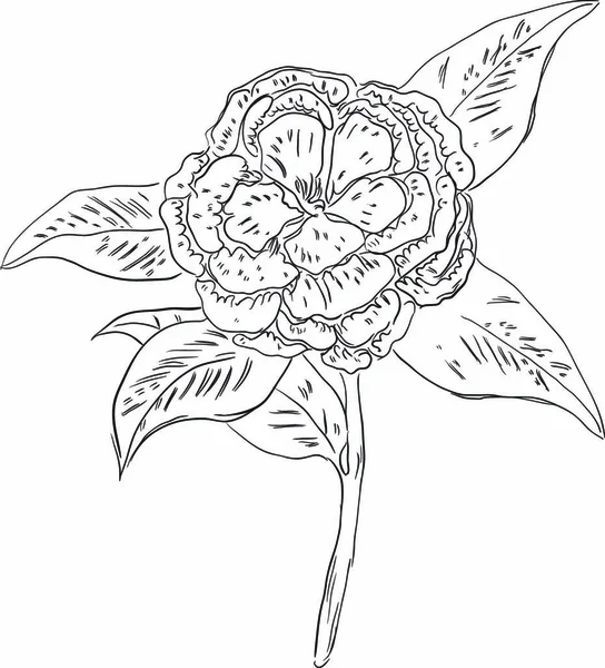 Camellia Des Symboles État Alabama États Unis Illustration Vectorielle — Image vectorielle