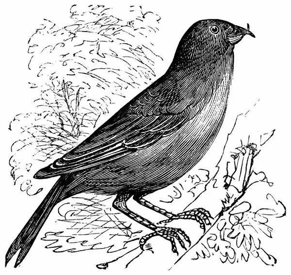 Common Crossbill Red Crossbill Atau Loxia Curvirostra Ukiran Vintage Ilustrasi Grafik Vektor