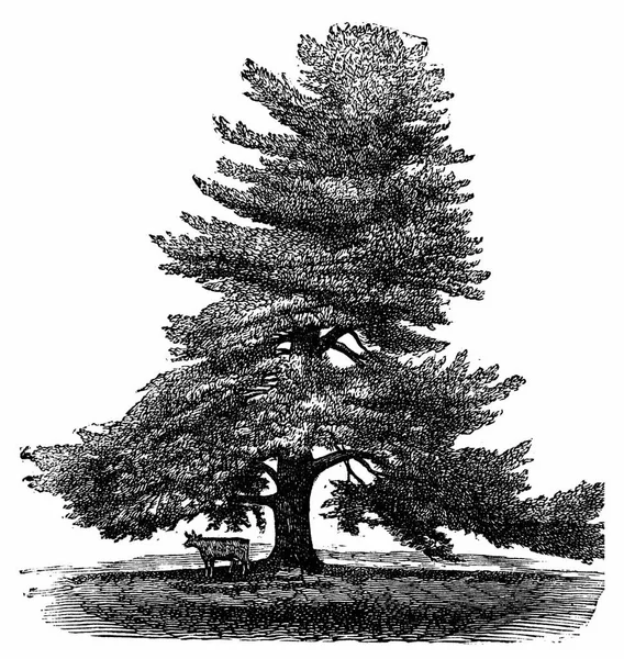 Pinus Stok Vektor, Ilustrasi Pinus Bebas Royalti | Depositphotos®
