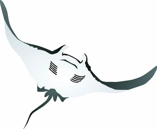 Manta Atlantikストックベクター ロイヤリティフリーmanta Atlantikイラスト Depositphotos Manta Atlantikストックベクター ロイヤリティフリーmanta Atlantikイラスト Depositphotos