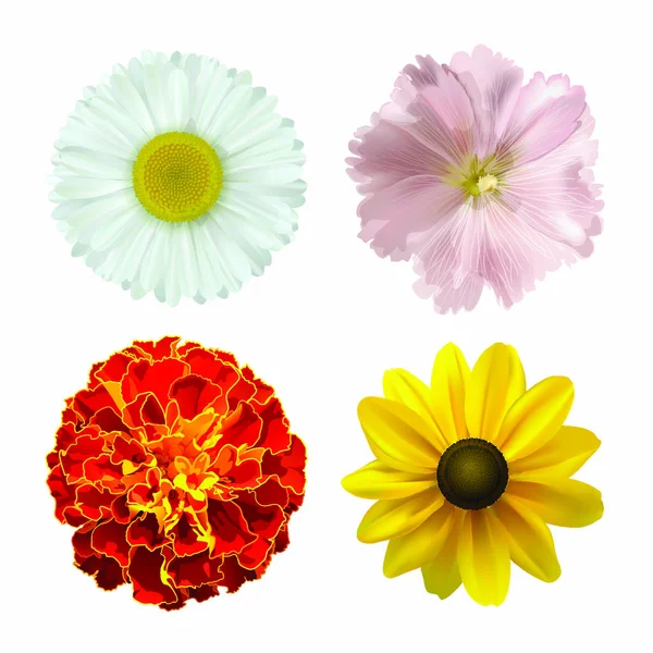 set of different summer flowers on a white background. vector illustration