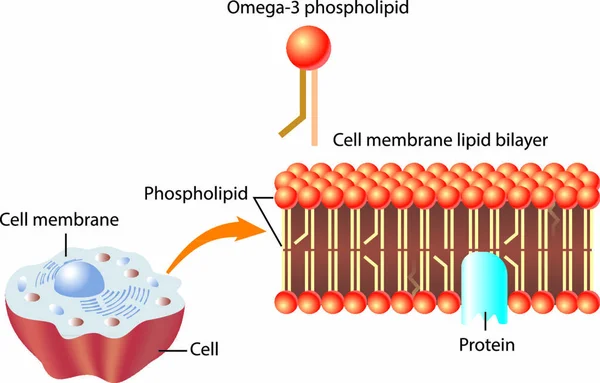 Estructura Capa Lipídica Membrana Celular Los Fosfolípidos Piel Omega — Vector de stock