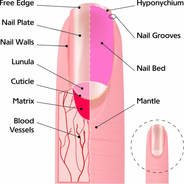 Esquema Médico Ilustración Estructura Uñas Del Dedo Humano — Vector de stock