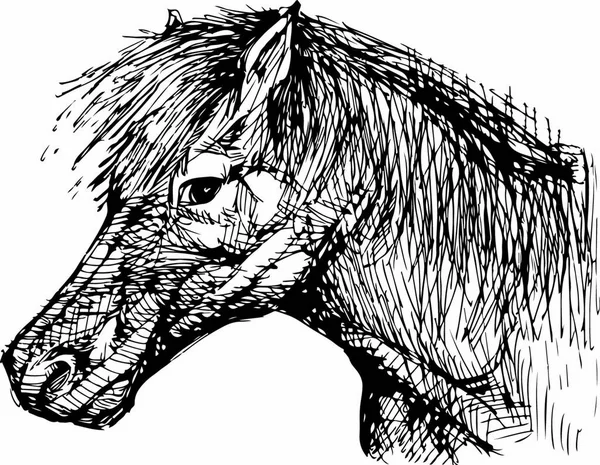 Handgetekende Vectorillustratie Tekening Van Een Paardenkop — Stockvector