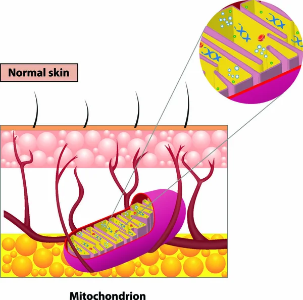 Estructura Organela Mitocondria Que Encuentra Mayoría Las Células Eucariotas Diagrama — Vector de stock