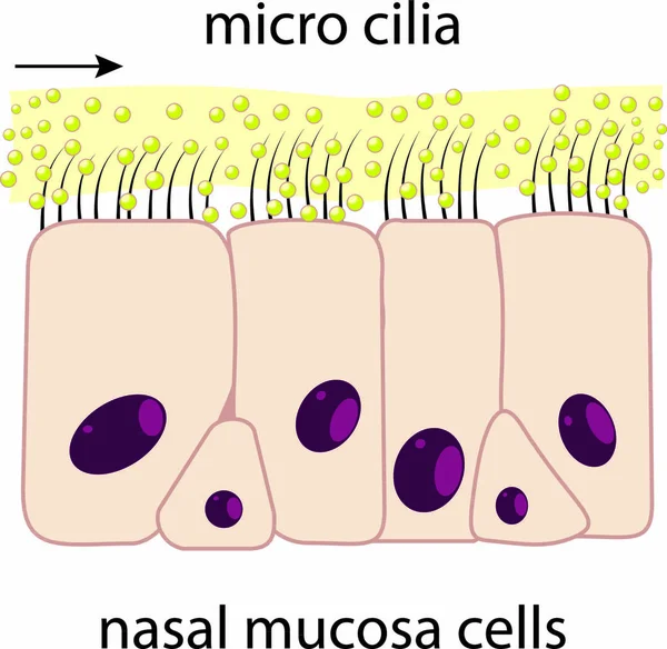 Esquema Células Mucosa Nasal Microcilios Vectoriales — Vector de stock