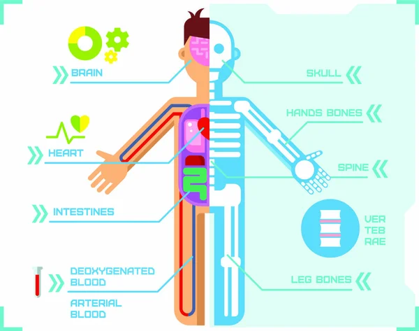 Human Body Anatomy Infographic Design on Blue Background concept flat vector illustration. — Stock Illustration Human Body Anatomy Infographic Design Blue Background Concept Flat Vector Stock Vector