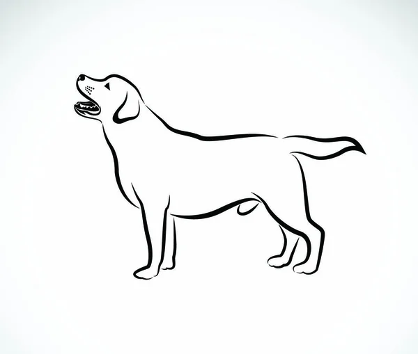白色背景下的狗拉布拉多的矢量图像 — 图库矢量图片