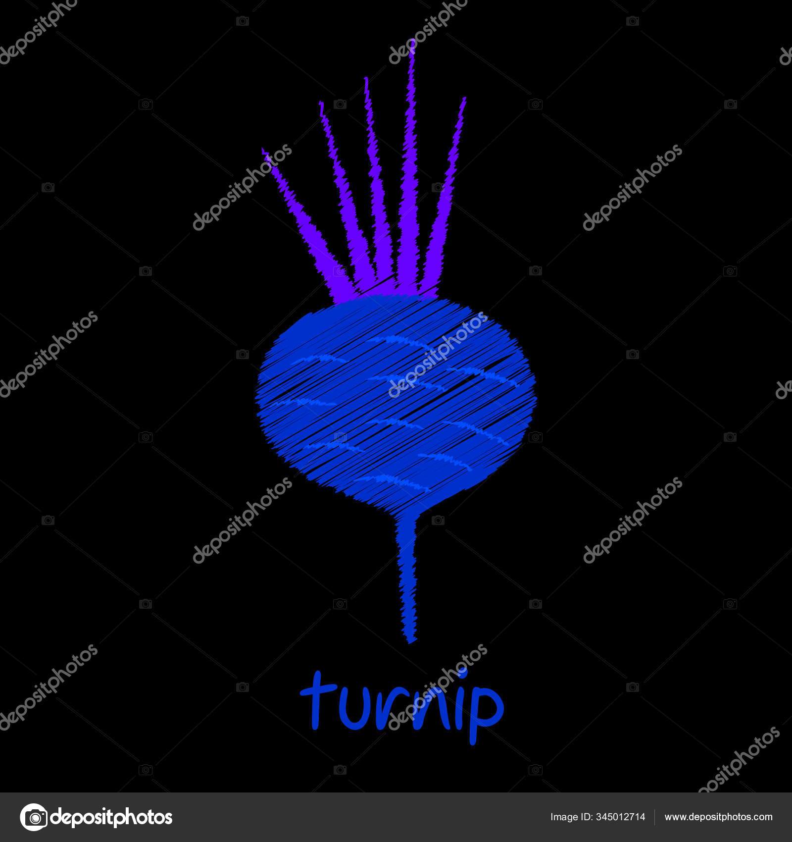 Turnip Sketch Design Vector Stock Vector Image by ©YAYImages 345012714