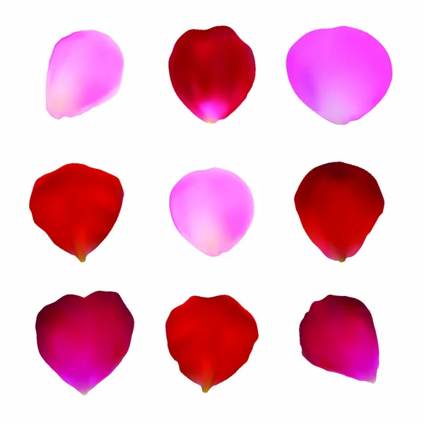 バラの花びらのセット 赤とピンクのバラの花びら デザインのための花びらをバラ ベクターイラスト — ストックベクタ