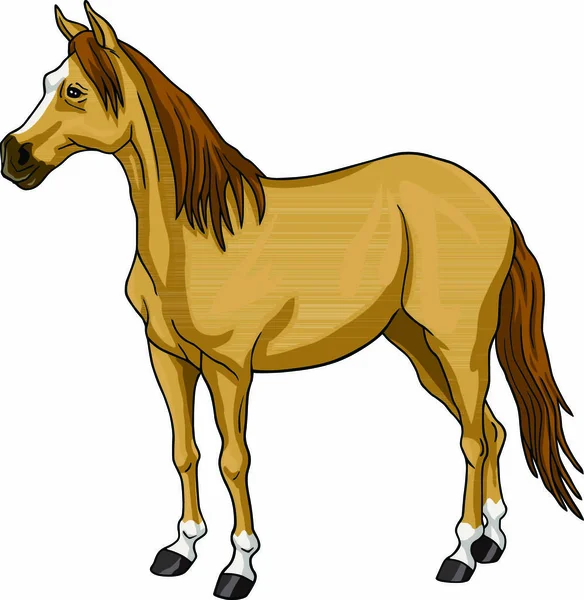 Brown Cavallo Bianco Testa Illustrazione — Vettoriale Stock