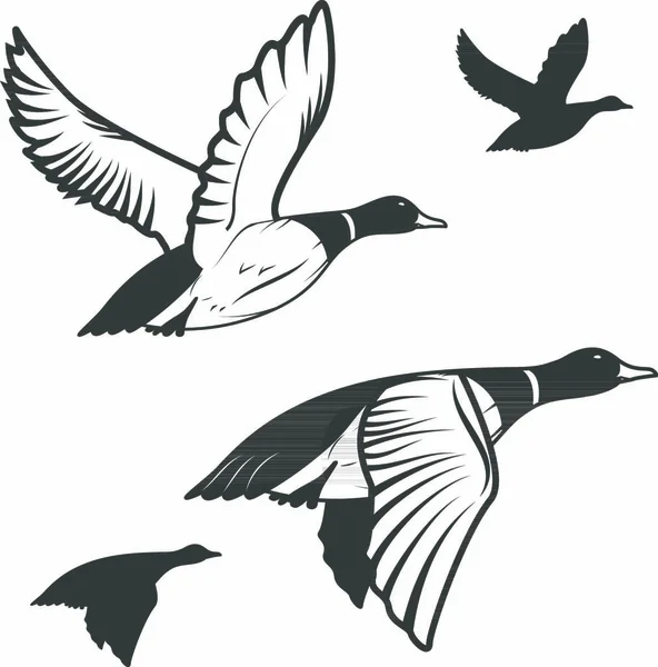 Set Flying Wild Ducks Duck Hunting Mallard Duck Flying Vector — Stock Vector
