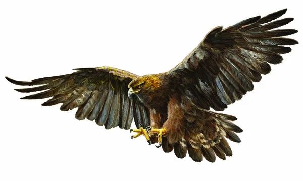 Golden Eagle Swoop Χέρι Σχέδιο Και Χρώμα Χρώμα Λευκό Φόντο — Διανυσματικό Αρχείο