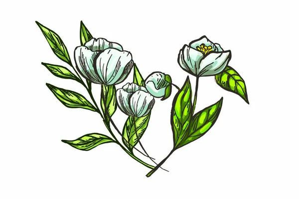 Fleurs Réalistes Feuilles Dessinées Main Illustration Style Vintage Coloré Isolé — Image vectorielle