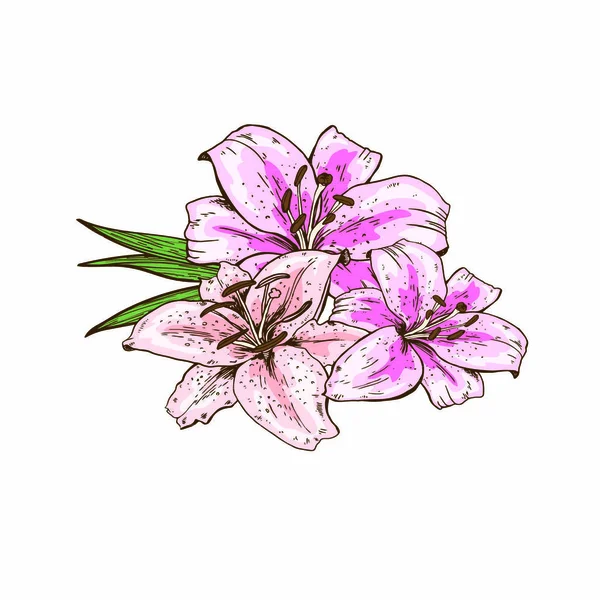 Bouquet Trois Fleurs Lys Roses Dessinées Main Isolées Sur Fond — Image vectorielle