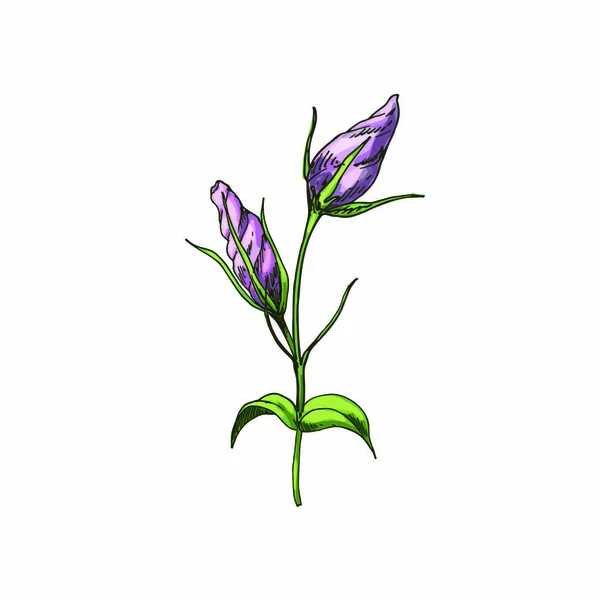 白地に孤立した手描きの枝豆の庭の花 植物ベクター — ストックベクタ
