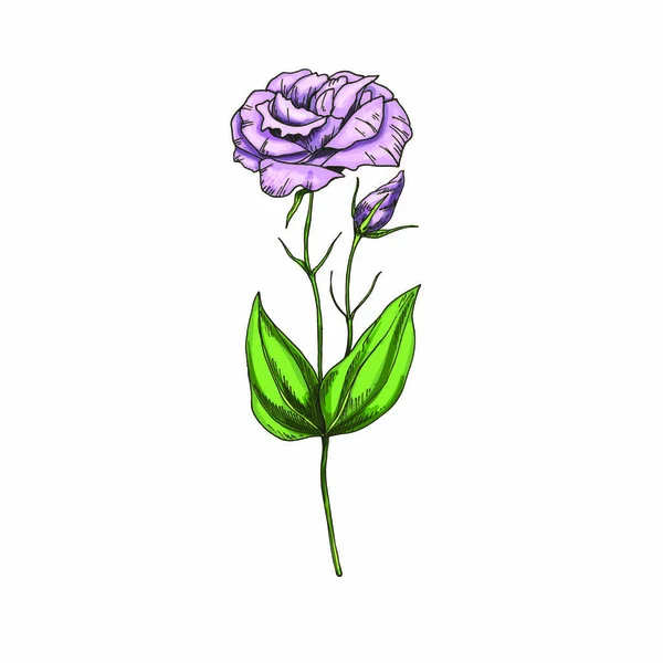 Fleur Jardin Eustoma Dessinée Main Isolée Sur Fond Blanc Vecteur — Image vectorielle