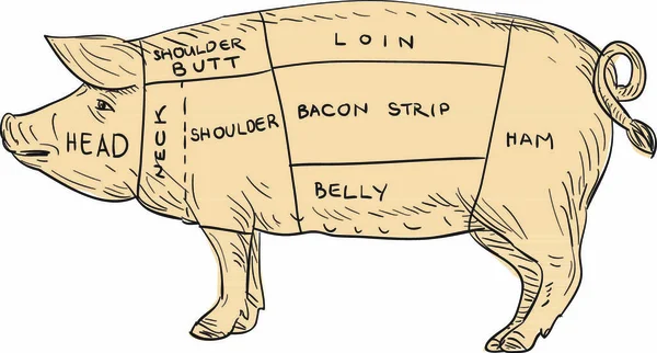 Ilustrace Vintage Pork Meat Cut Map Ručním Náčrtku Styl Kresby — Stockový vektor