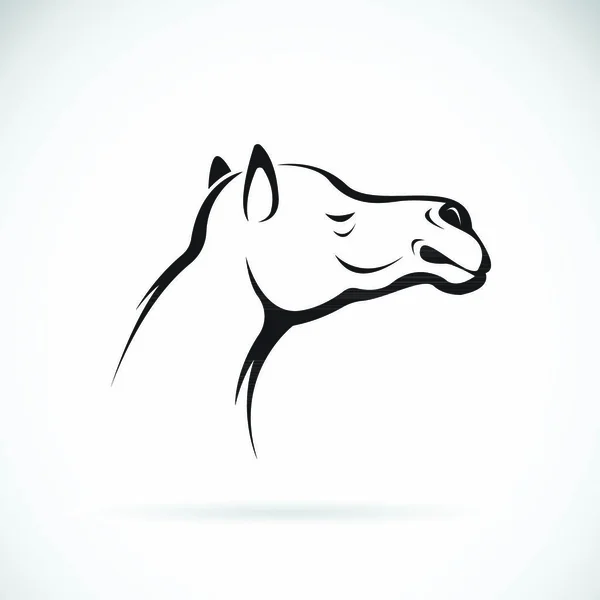 Vetor Uma Cabeça Camelo Fundo Branco Animais Selvagens —  Vetores de Stock