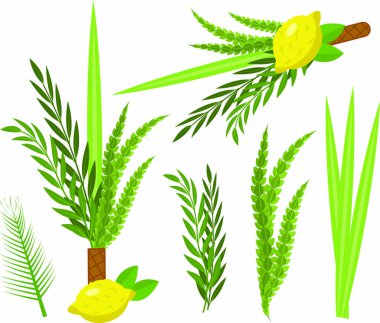 Happy Sukkot set. Collection of objects, design elements for Jewish Feast of Tabernacles with etrog, lulav, Arava, Hadas. Isolated on white background. Vector illustration clipart