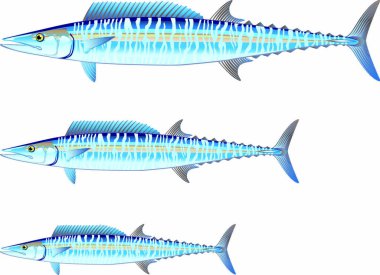 Download Wahoo Free Vector Eps Cdr Ai Svg Vector Illustration Graphic Art