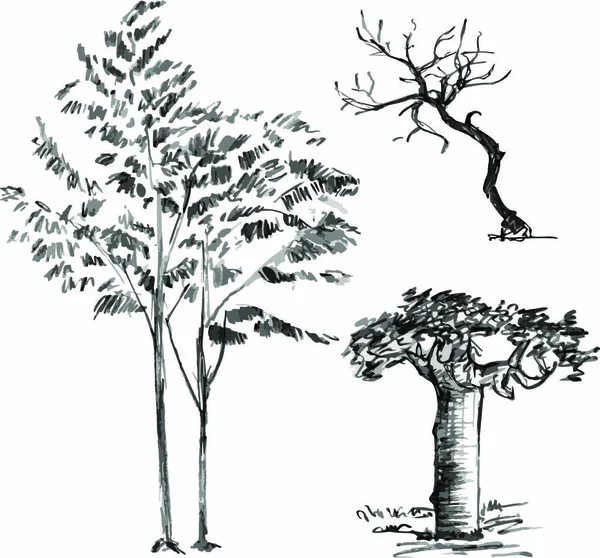 손으로 나무들은 배경에 나뭇잎이 없었다 일러스트에는 바오밥 크래브 재식물의 가지들이 — 스톡 벡터