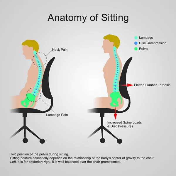 Anatomia Posição Sentadaa Região Lombar Por Vezes Referida Como Coluna —  Vetores de Stock
