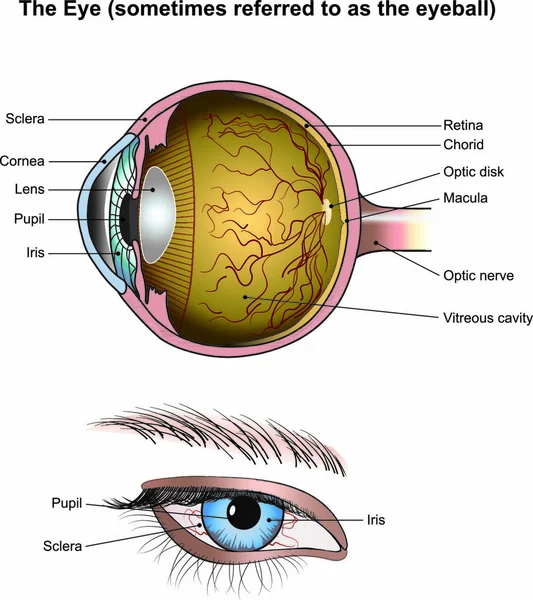 Los Ojos Son Los Órganos Visión Detectan Luz Convierten Impulsos — Vector de stock