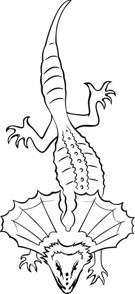 Lézard Encolure Frisée Illustration Vectorielle Contour — Image vectorielle