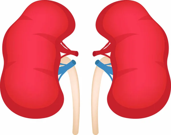 Nieren Icoon Platte Stijl Inwendige Organen Van Het Menselijke Design — Stockvector
