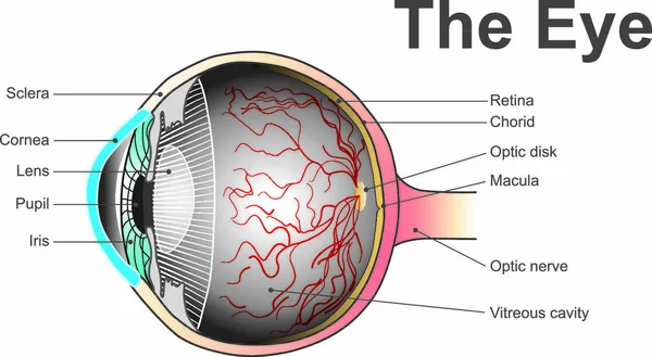 Los Ojos Son Los Órganos Visión Detectan Luz Convierten Impulsos — Vector de stock