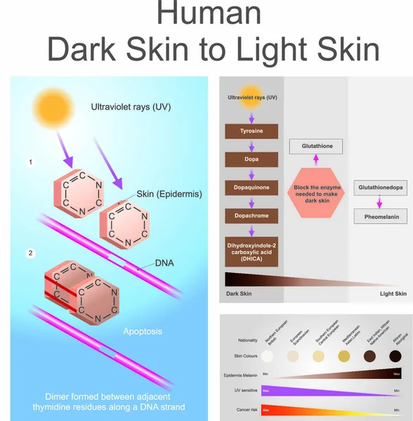 Proceso Piel Oscura Humana Piel Clara Ambos Ultravioleta Puede Dañar — Vector de stock