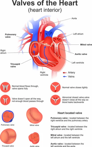 哺乳類の心臓ストックベクター ロイヤリティフリー哺乳類の心臓イラスト Depositphotos