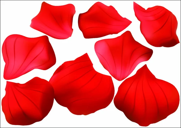 Kolekce Okvětních Lístků Červené Růže Design Prvků Pro Grafické Ilustrace — Stockový vektor