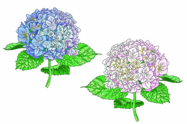 Illustration Réaliste Très Détaillée Vectorielle Deux Fleurs Hortensia Isolées Sur — Image vectorielle