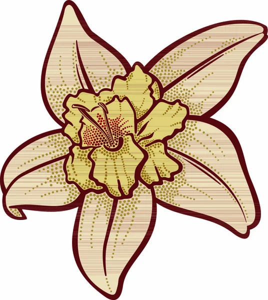 Illustration Fleur Vanille Isolée Sur Fond Blanc — Image vectorielle
