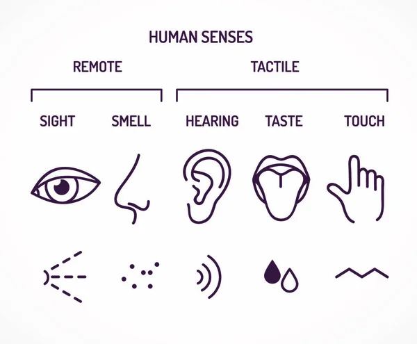 Cinco Sentidos Humanos Básicos Visão Olfato Audição Paladar Tato Conjunto — Vetor de Stock