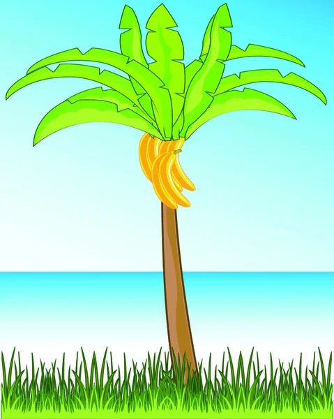 Illustrazione Vettoriale Del Bellissimo Paesaggio Tropicale Palme Con Banana Sullo — Vettoriale Stock