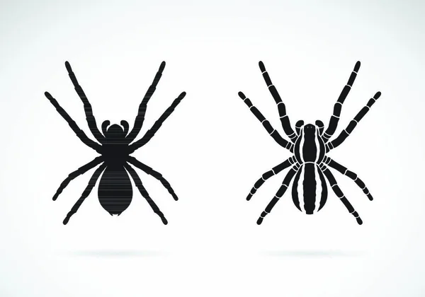 Vector of spider on white background. Insect. Animal. Easy editable layered vector illustration.