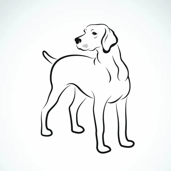 白背景拉布拉多犬的传病媒介 易于编辑的分层矢量说明 — 图库矢量图片
