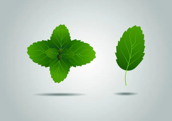 Трав Яний Елемент Літнє Свіже Зелене Листя Яти Eps — стоковий вектор