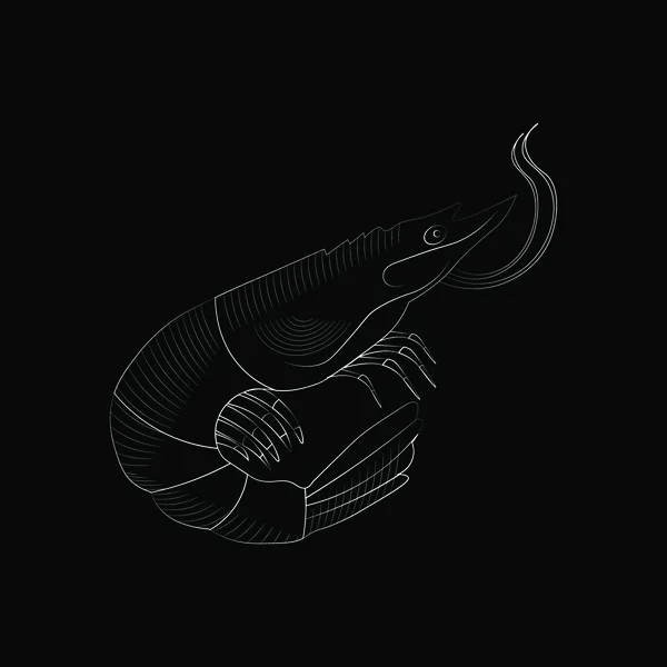 Креветки Морской Caridea Животного Гравировки Векторной Иллюстрации Имитация Стиле Scratch — стоковый вектор