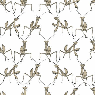 Brown mantis on white seamless background. vector Brown mantis on white seamless background. vector