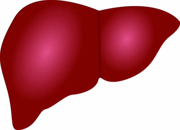 Anatomia Wątroby Kolorowy Rysunek Białym Tle Izolowane — Wektor stockowy